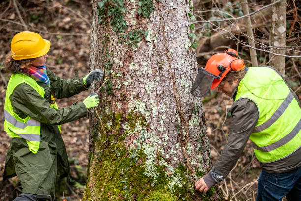 Best Storm Damage Tree Cleanup  in Roebling, NJ